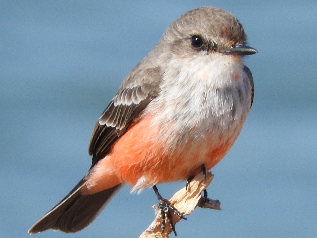 Vermilion Flycatcher - Roy Lambert