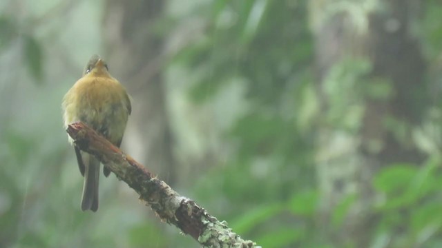 Tufted Flycatcher - ML388841471