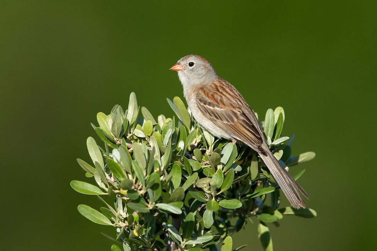 Field Sparrow - ML388841771