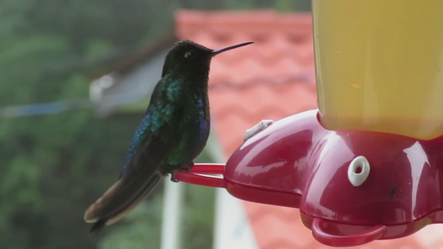 Fiery-throated Hummingbird - ML388841931