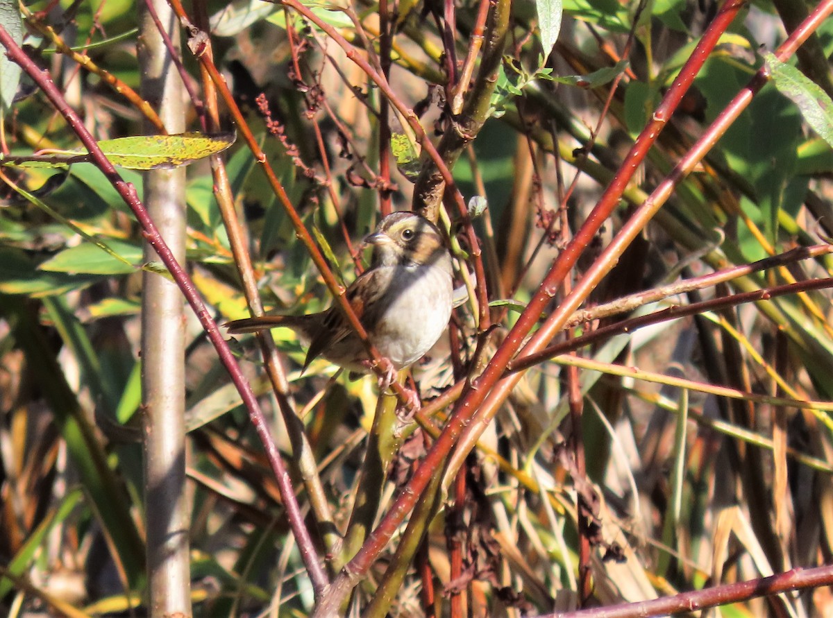 Swamp Sparrow - ML388842811