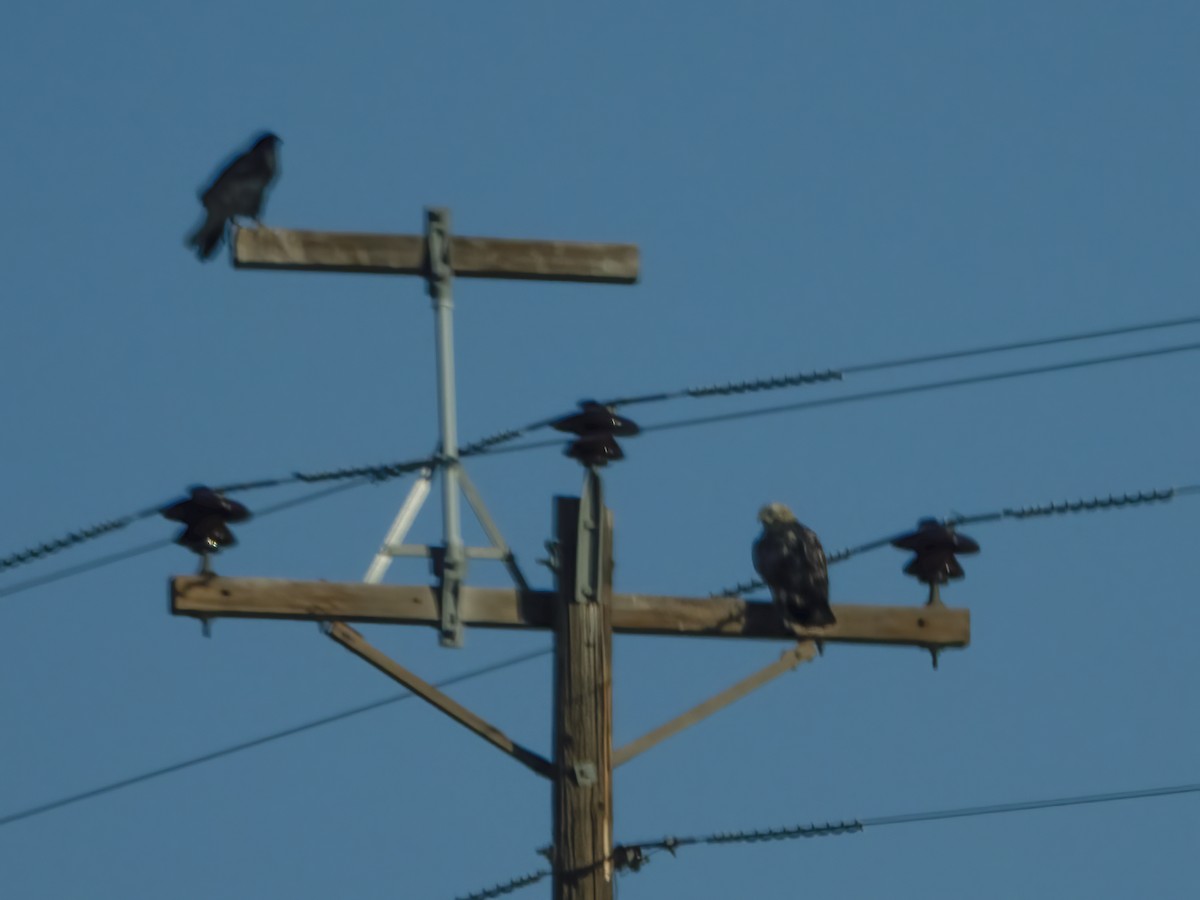 Rough-legged Hawk - ML388843741