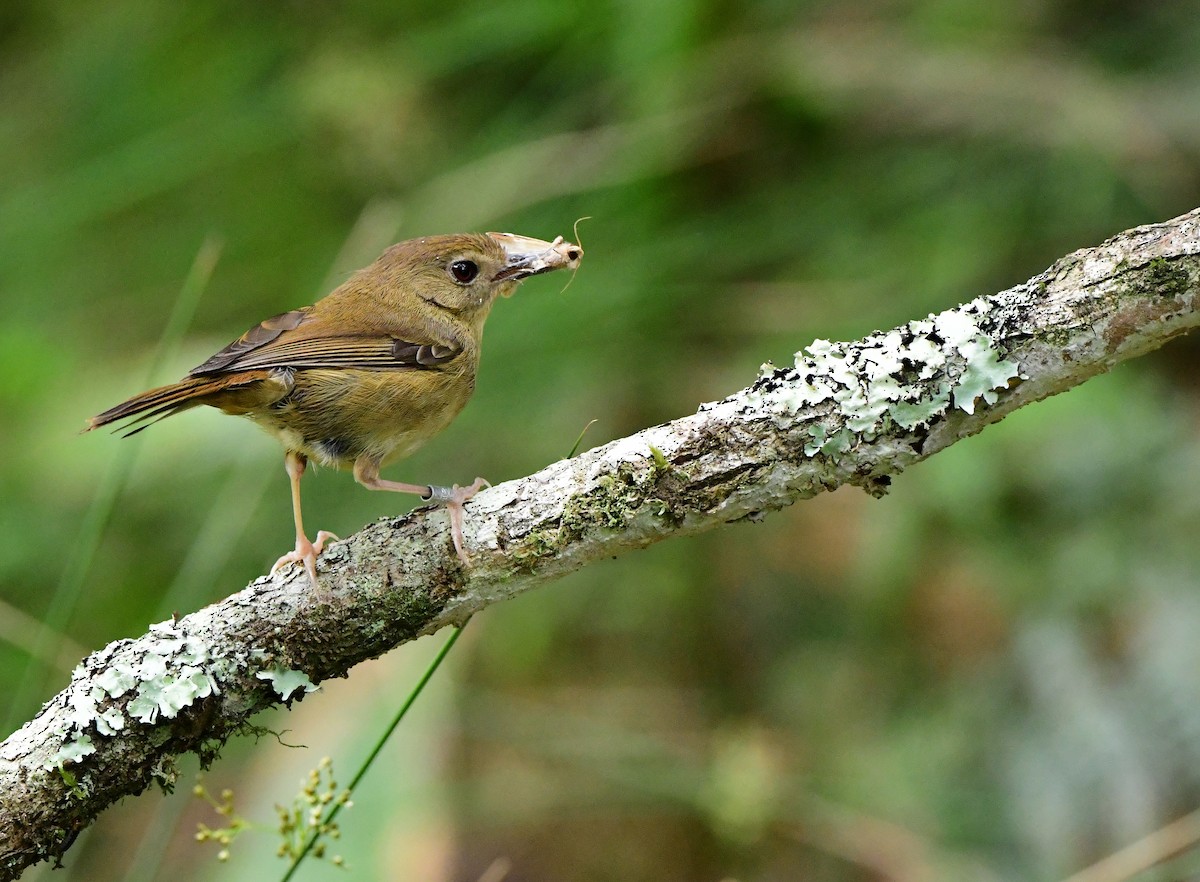 Atherton Scrubwren - ML388846371