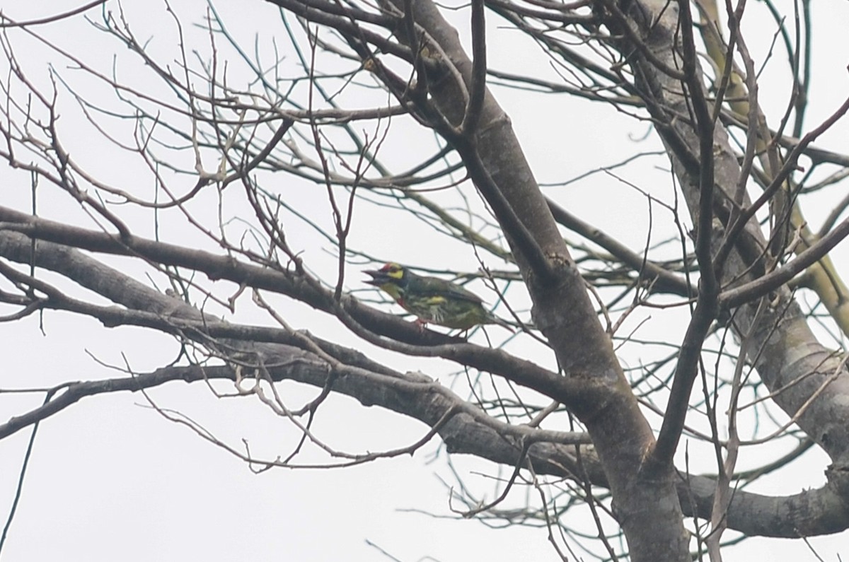 Coppersmith Barbet - Nikolaj Mølgaard Thomsen