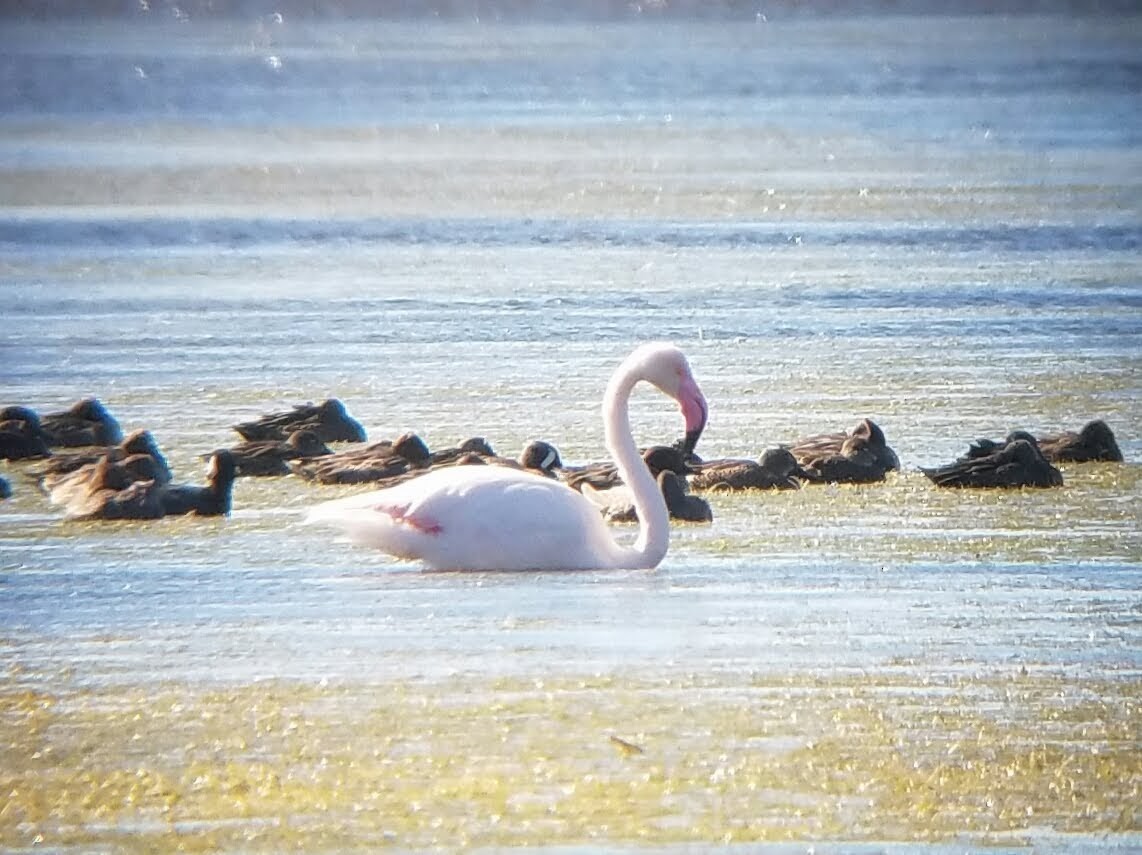 Greater Flamingo - ML388847681