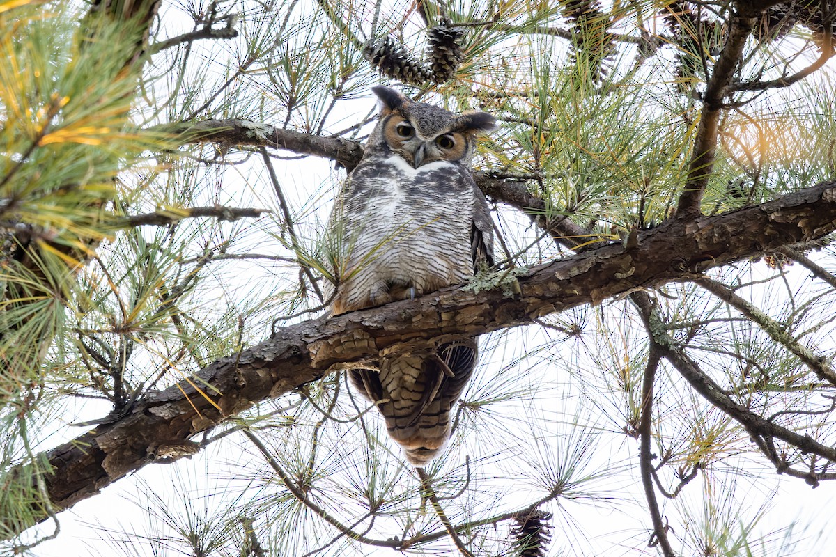 Great Horned Owl - ML388847691