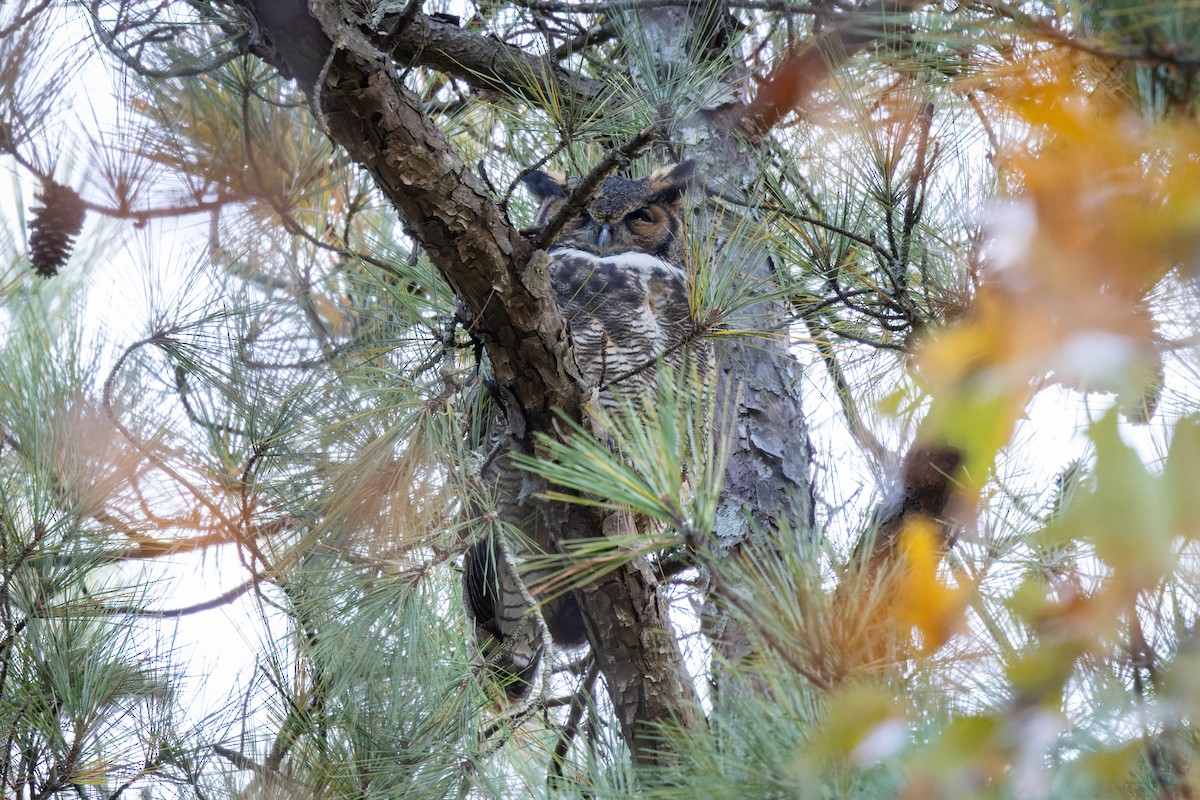 Great Horned Owl - ML388847731