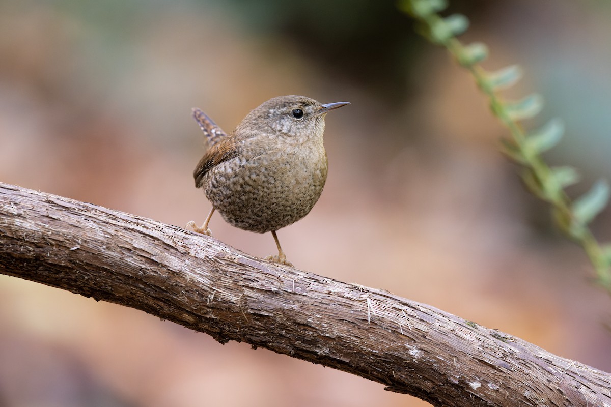 Winter Wren - ML388848141