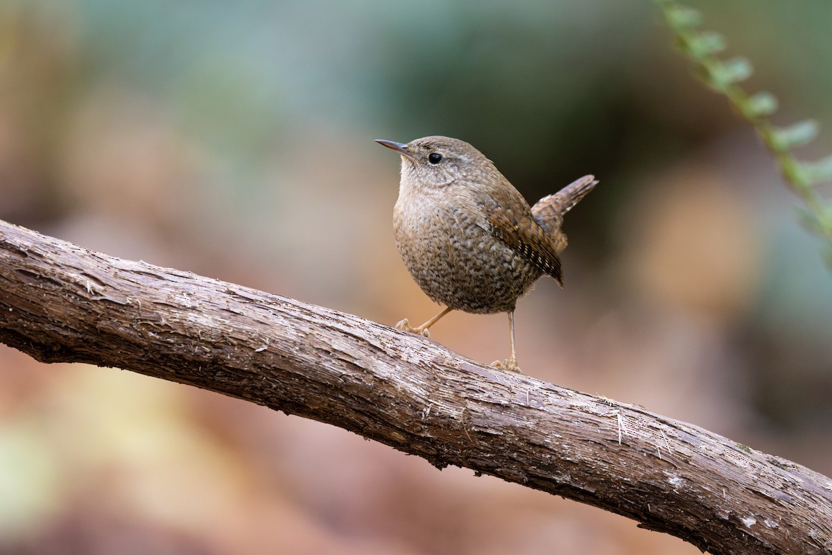 Winter Wren - ML388848161