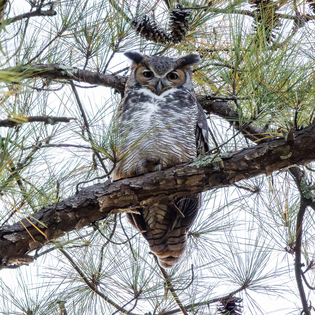 Great Horned Owl - ML388848451