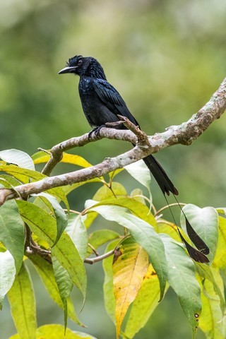 Greater Racket-tailed Drongo - Tom Backlund