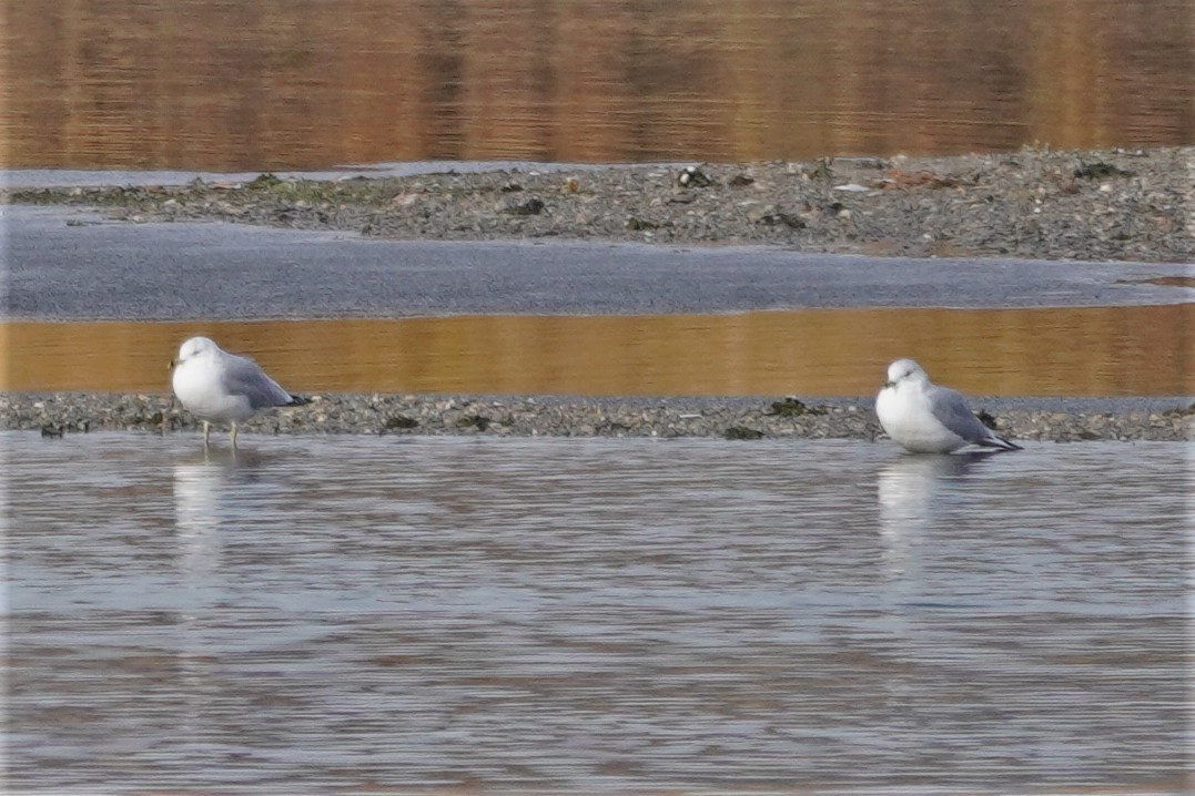 Ring-billed Gull - ML388852591