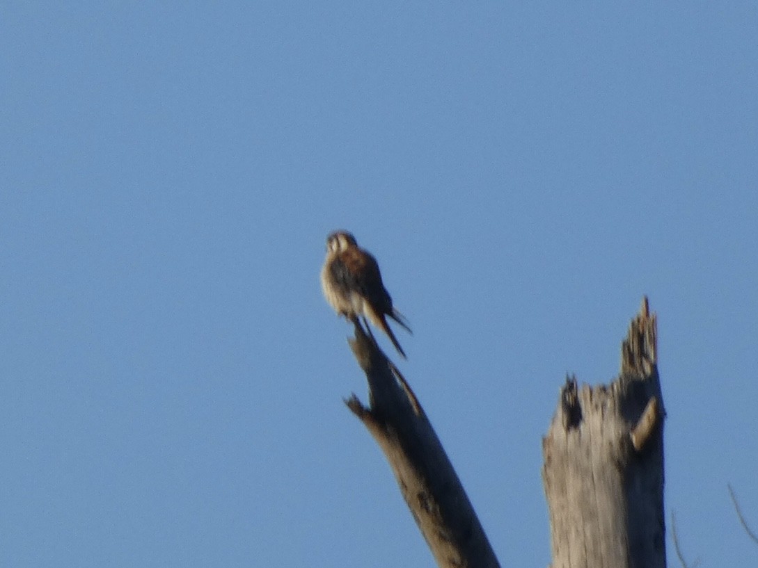 American Kestrel - ML388852911