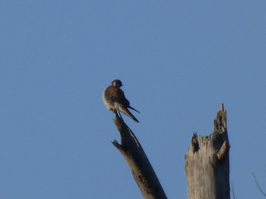 American Kestrel - ML388852921