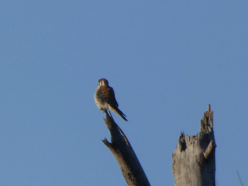 American Kestrel - ML388852931