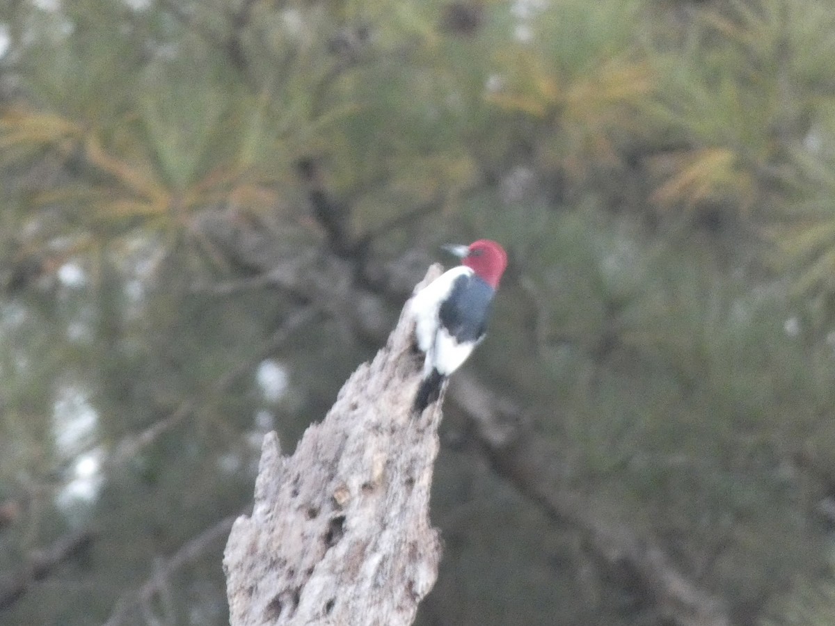 Red-headed Woodpecker - ML388852971