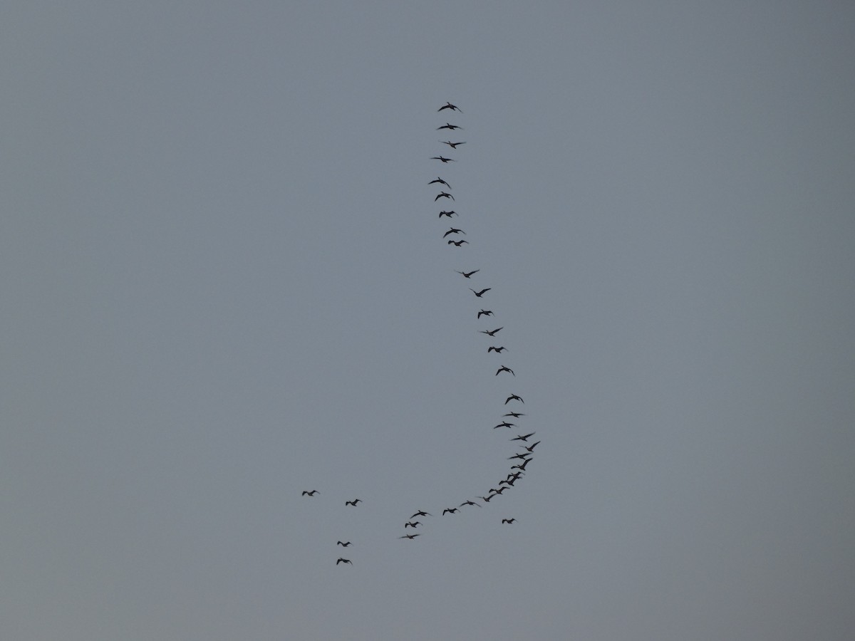 Double-crested Cormorant - ML388853111