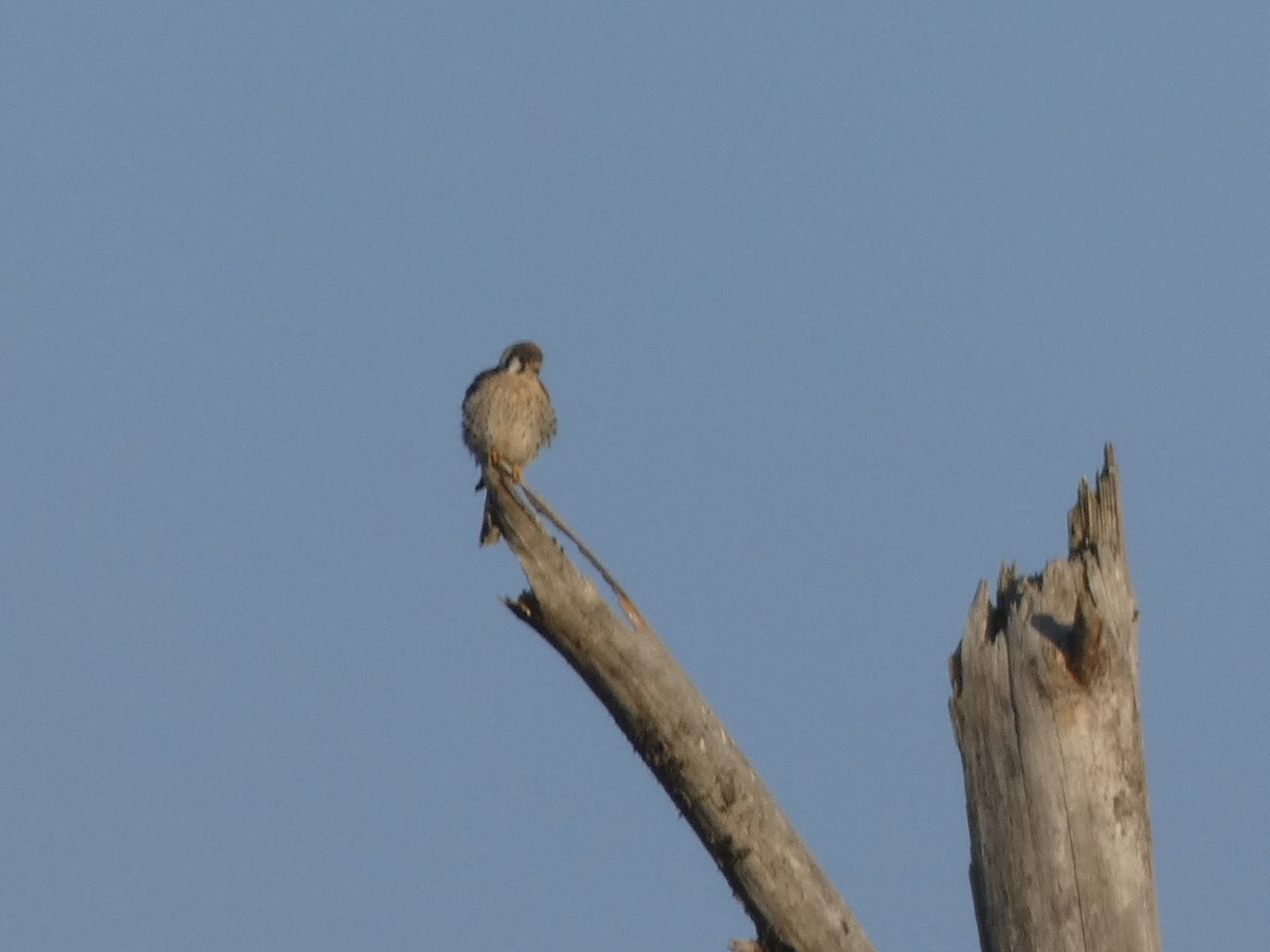 American Kestrel - ML388853201