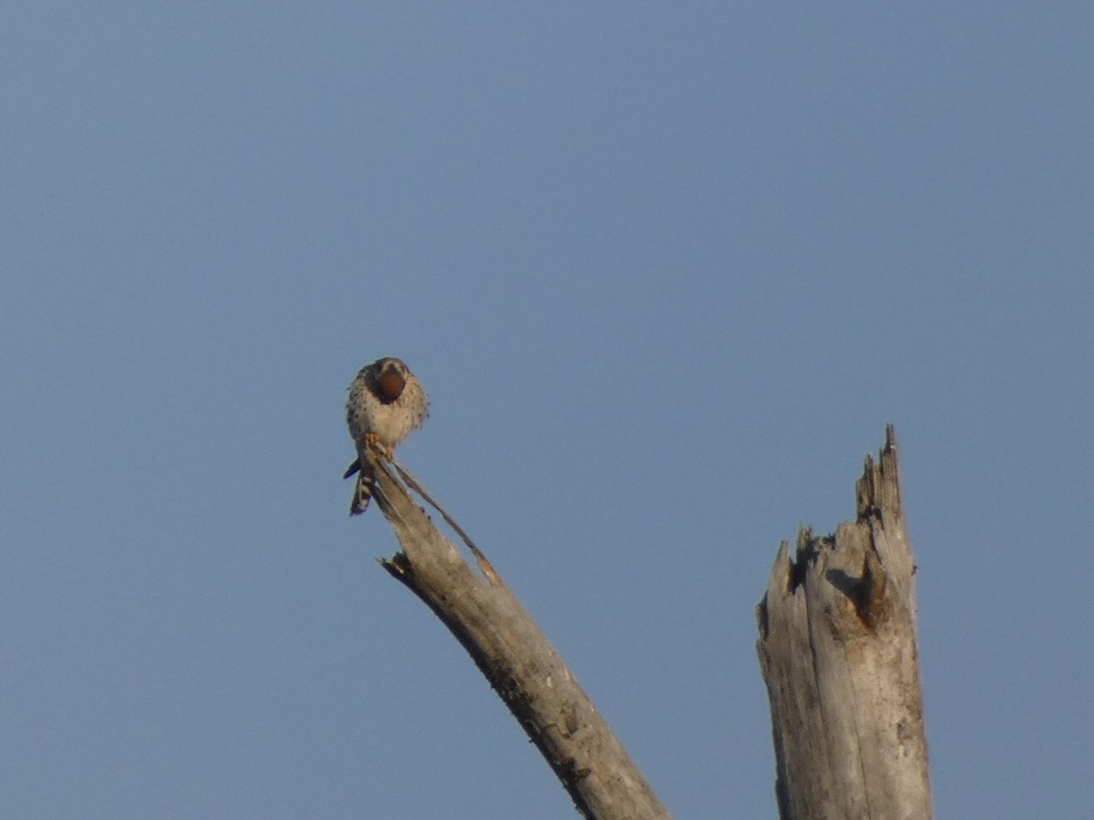 American Kestrel - ML388853241