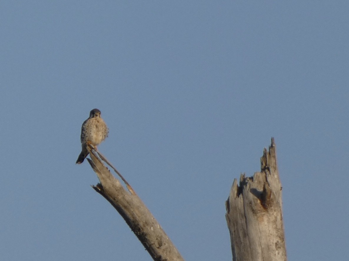 American Kestrel - ML388853251