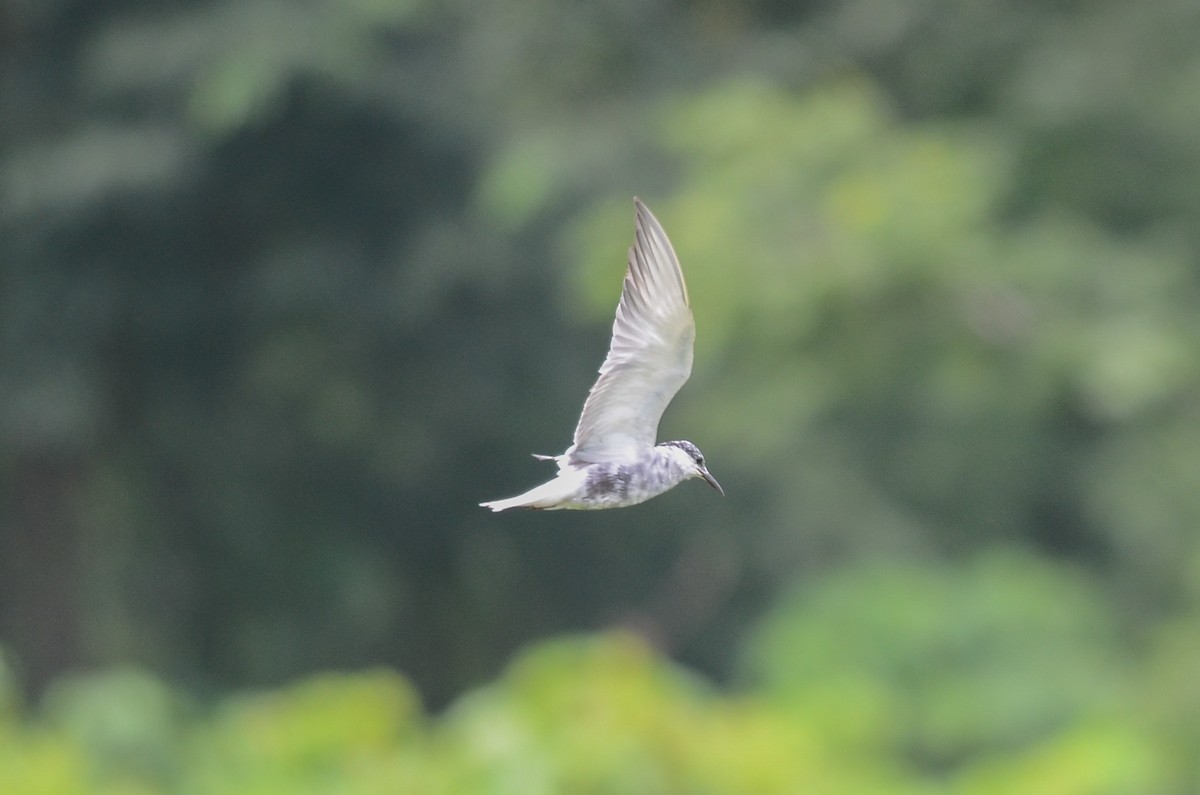 Whiskered Tern - ML38885371