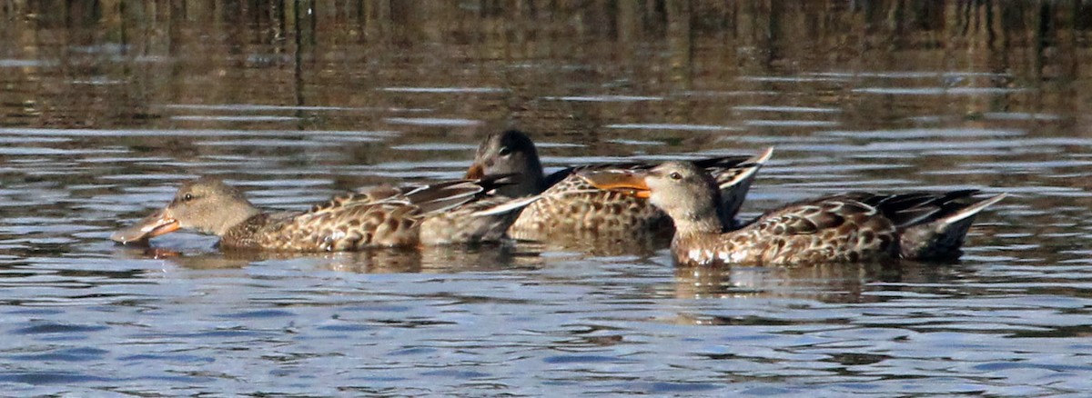 Northern Shoveler - ML388857211