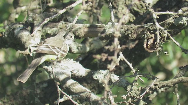 Southern Scrub-Flycatcher - ML388857481