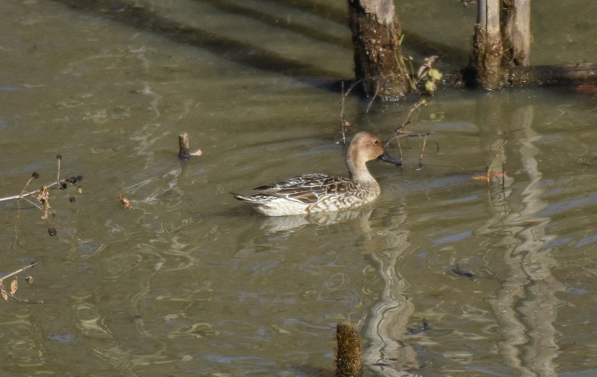 Northern Pintail - ML388857731