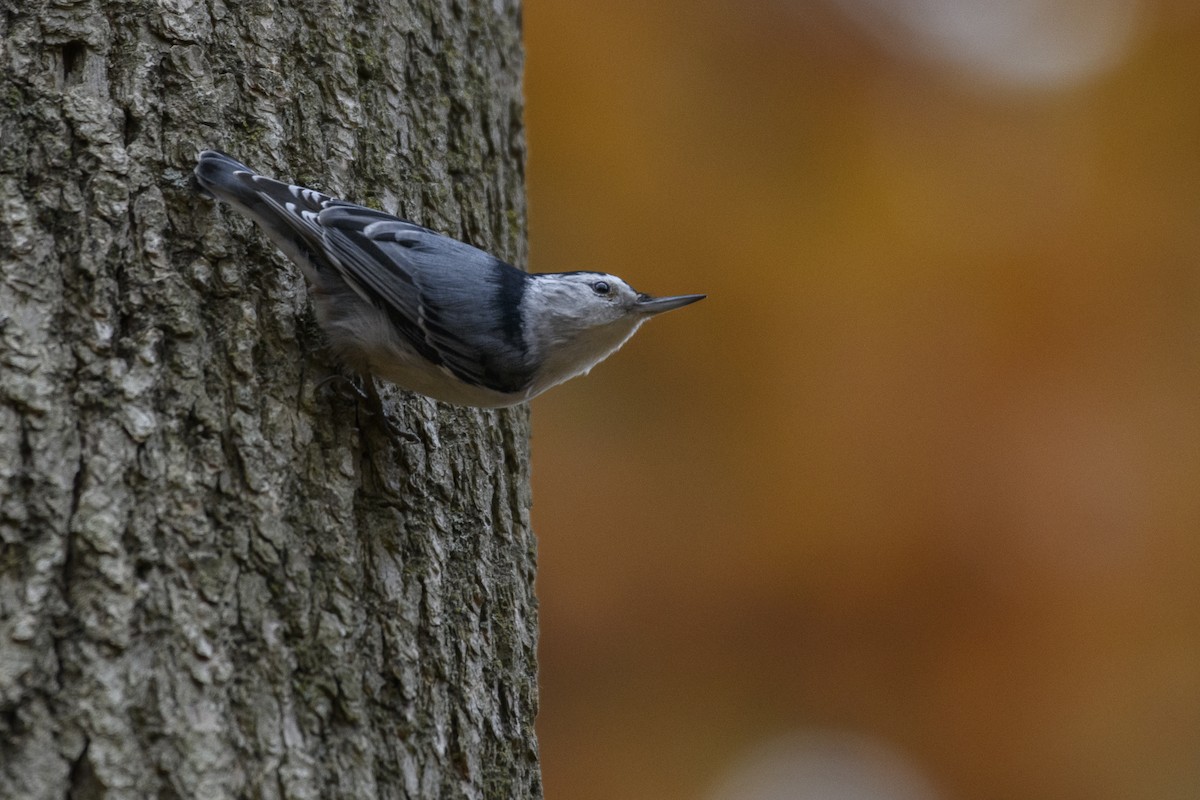 White-breasted Nuthatch - ML388857911