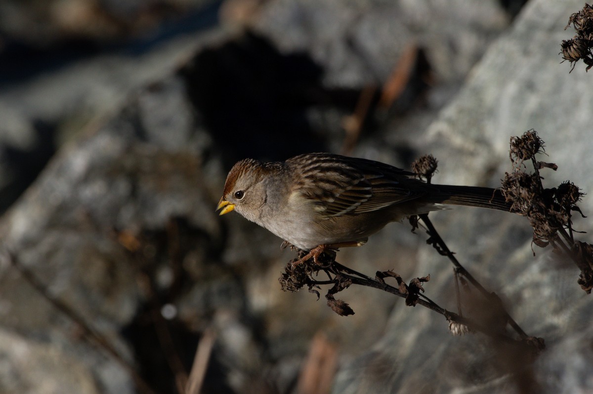 White-crowned Sparrow - ML388858161