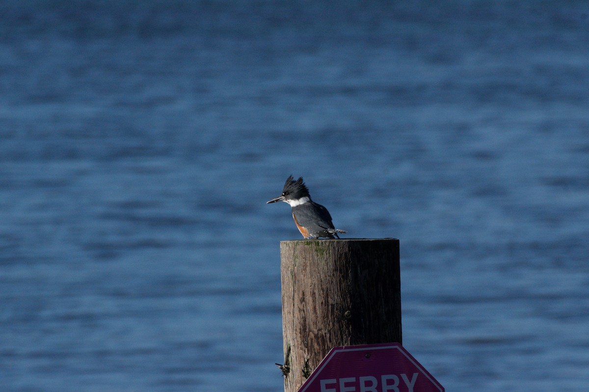 Belted Kingfisher - ML388858521