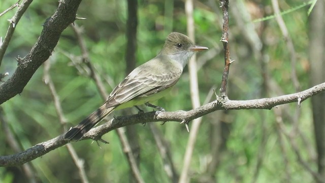 Swainson's Flycatcher - ML388858551