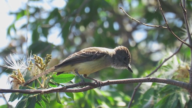 Short-crested Flycatcher - ML388858931