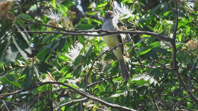 Short-crested Flycatcher - ML388859281