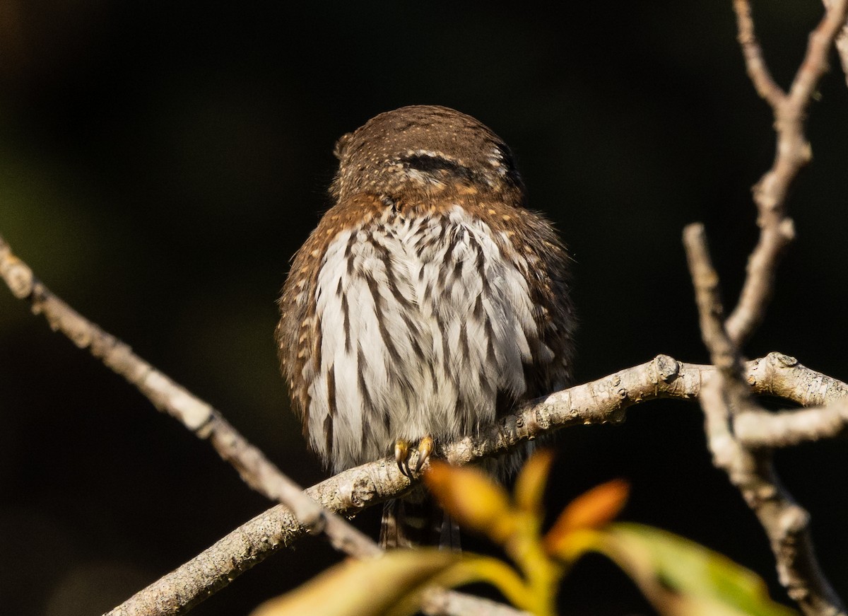 Northern Pygmy-Owl - ML388859811