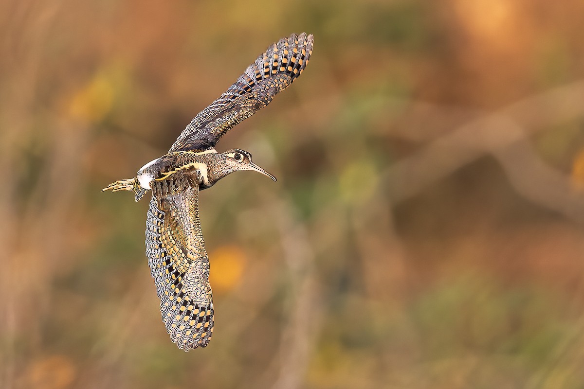 Greater Painted-Snipe - Hari K Patibanda