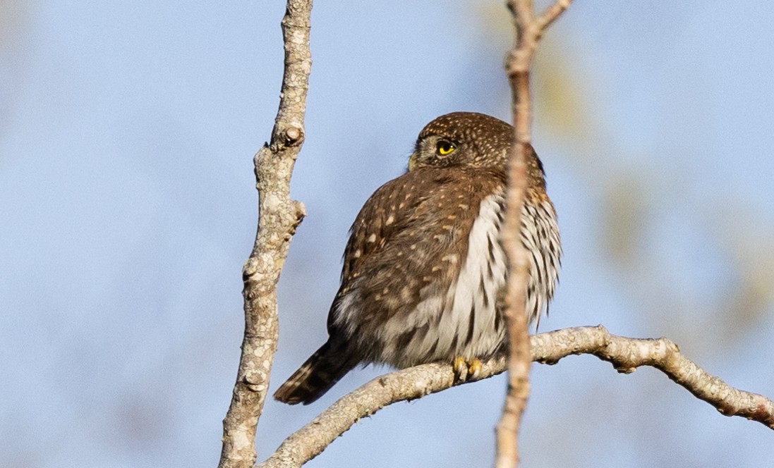 Northern Pygmy-Owl - ML388860191