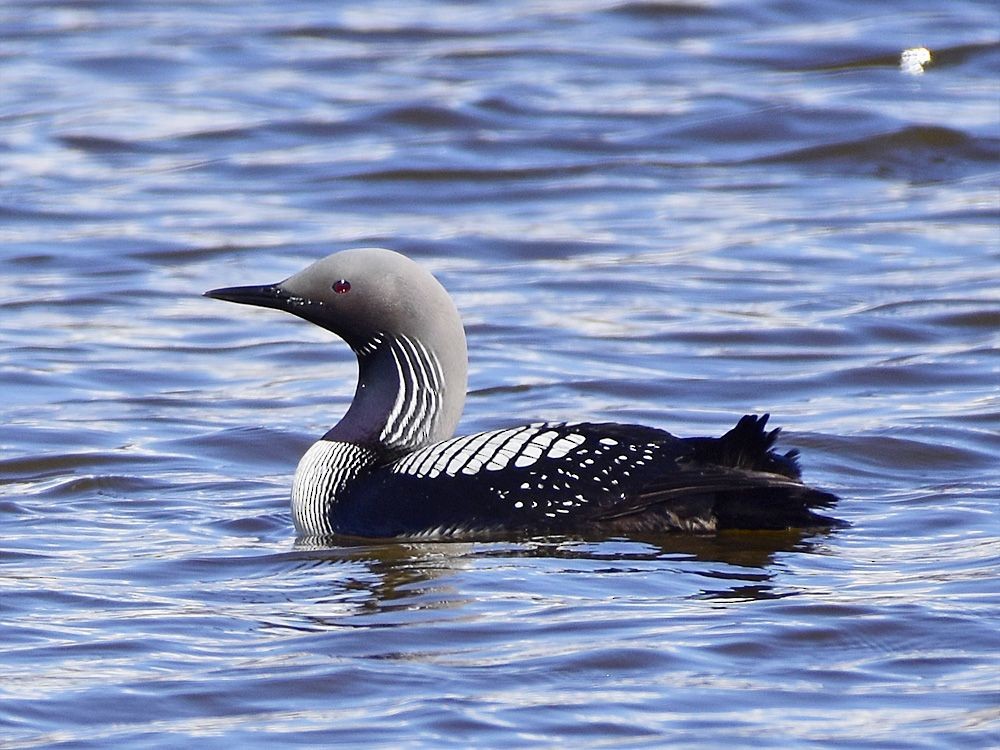 Pacific Loon - Mike and Terri Church