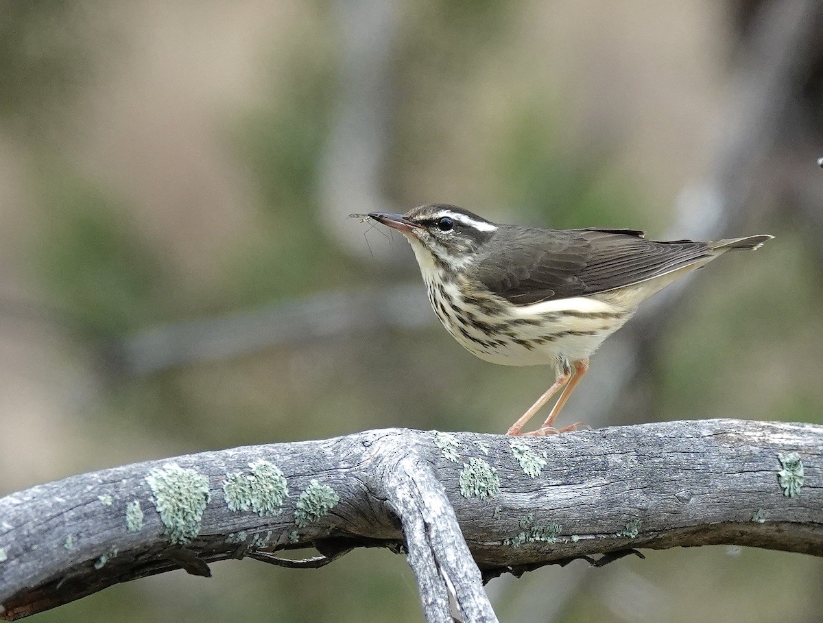 Louisiana Waterthrush - ML388860531