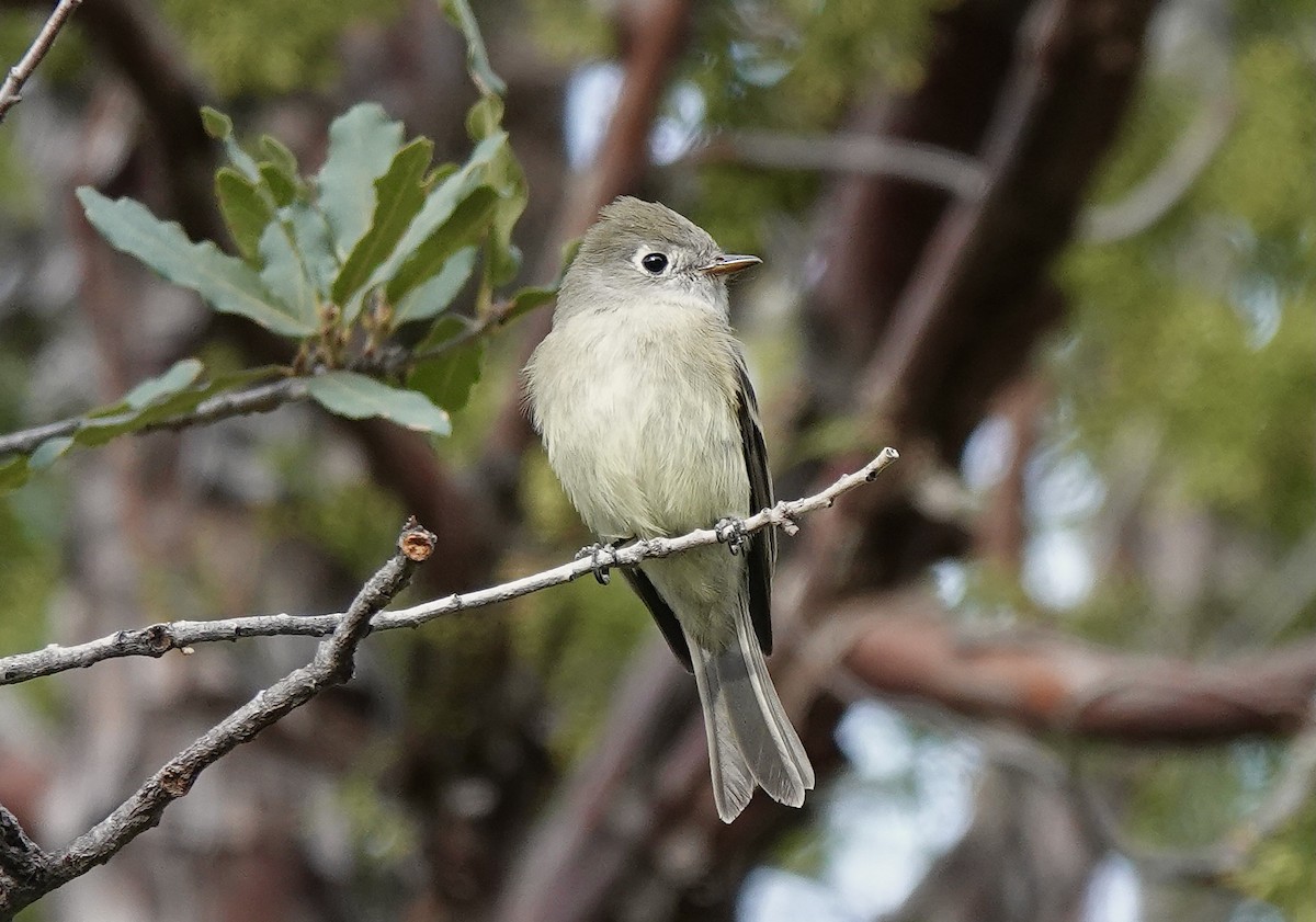 Hammond's Flycatcher - ML388860561