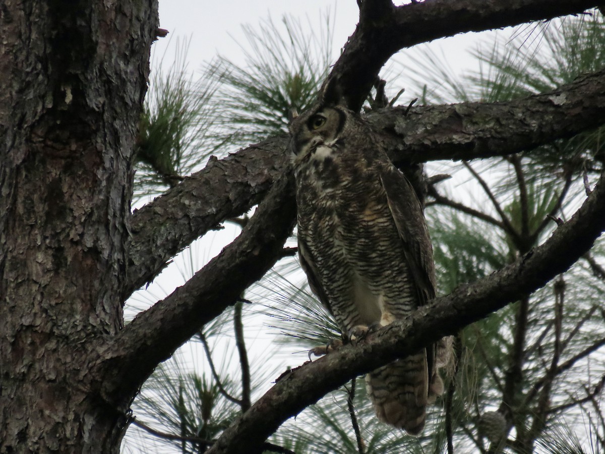 Great Horned Owl - ML388860611