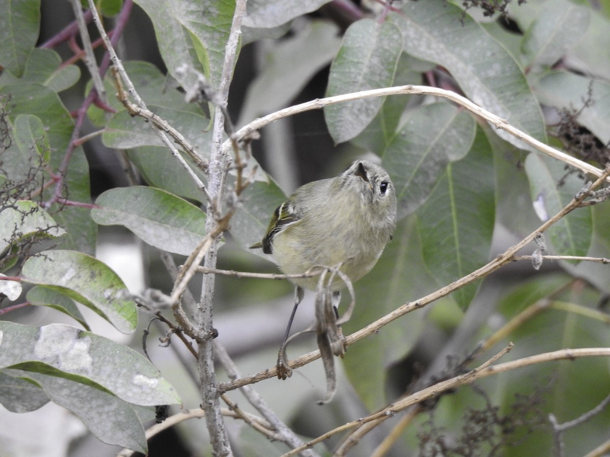 Ruby-crowned Kinglet - Astrid Taen