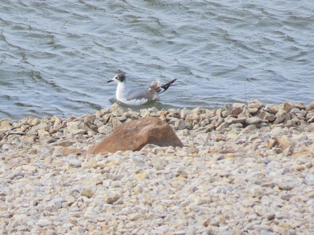 Franklin's Gull - Linda Zempel