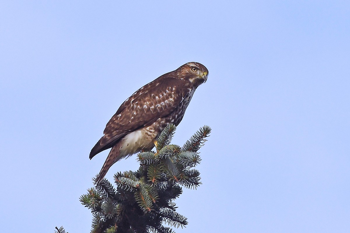 Red-tailed Hawk - MJ OnWhidbey