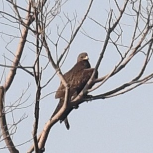 Oriental Honey-buzzard - ML388862691