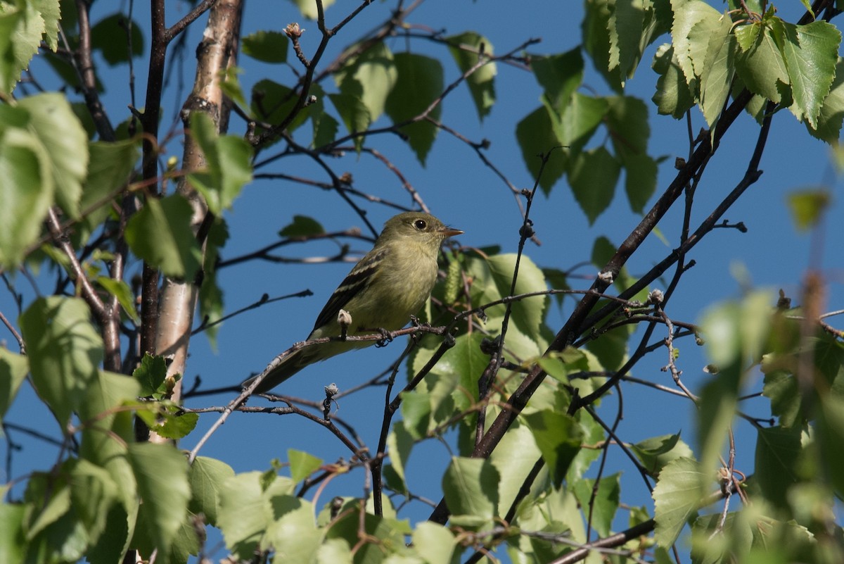 Yellow-bellied Flycatcher - ML388862711