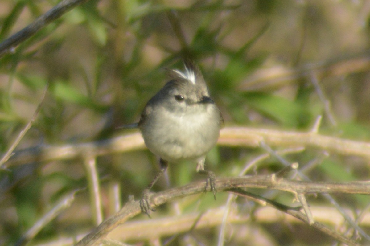 White-crested Tyrannulet (White-bellied) - ML388862881