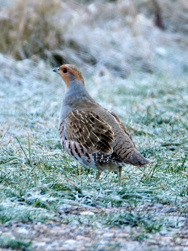 Gray Partridge - ML388864311
