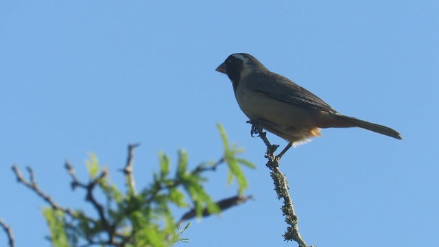 Golden-billed Saltator - ML388865921