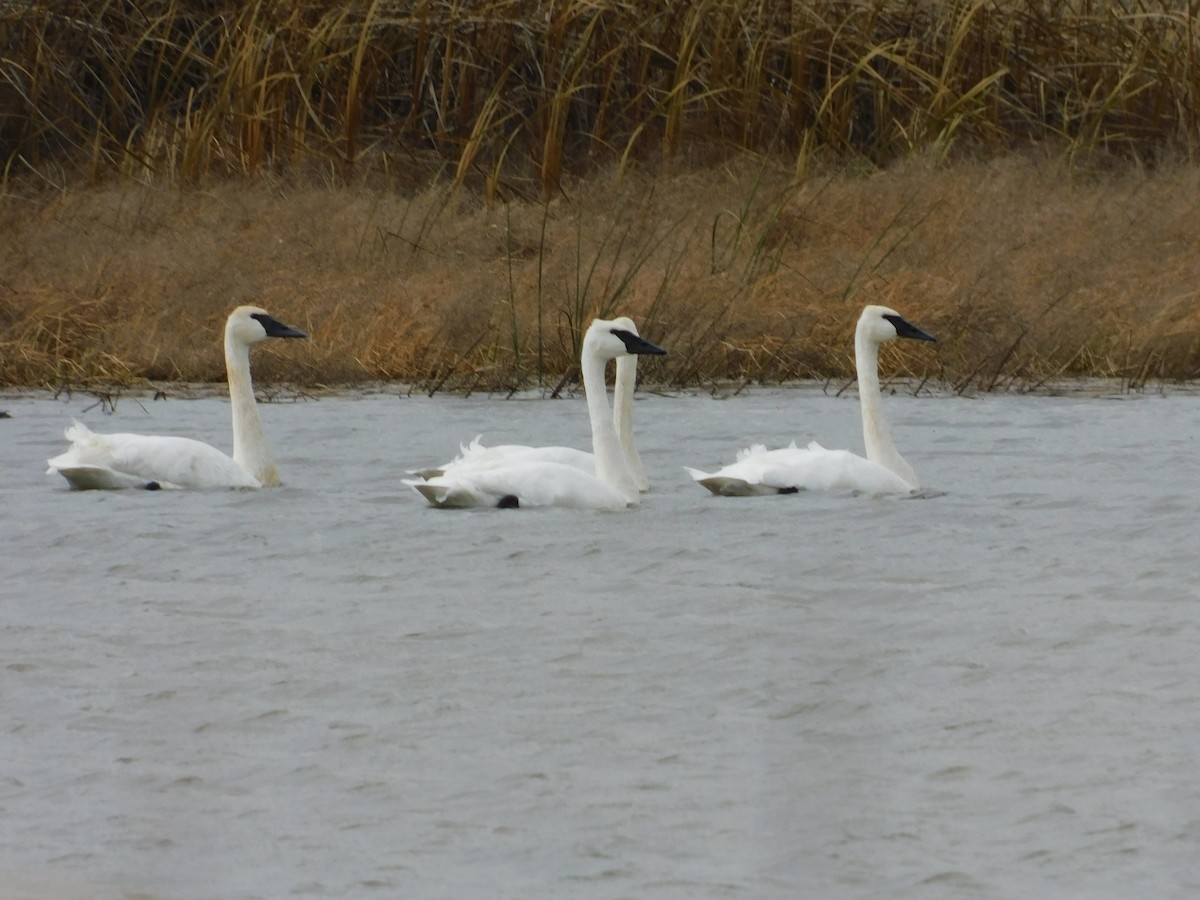 Trumpeter Swan - ML388867261